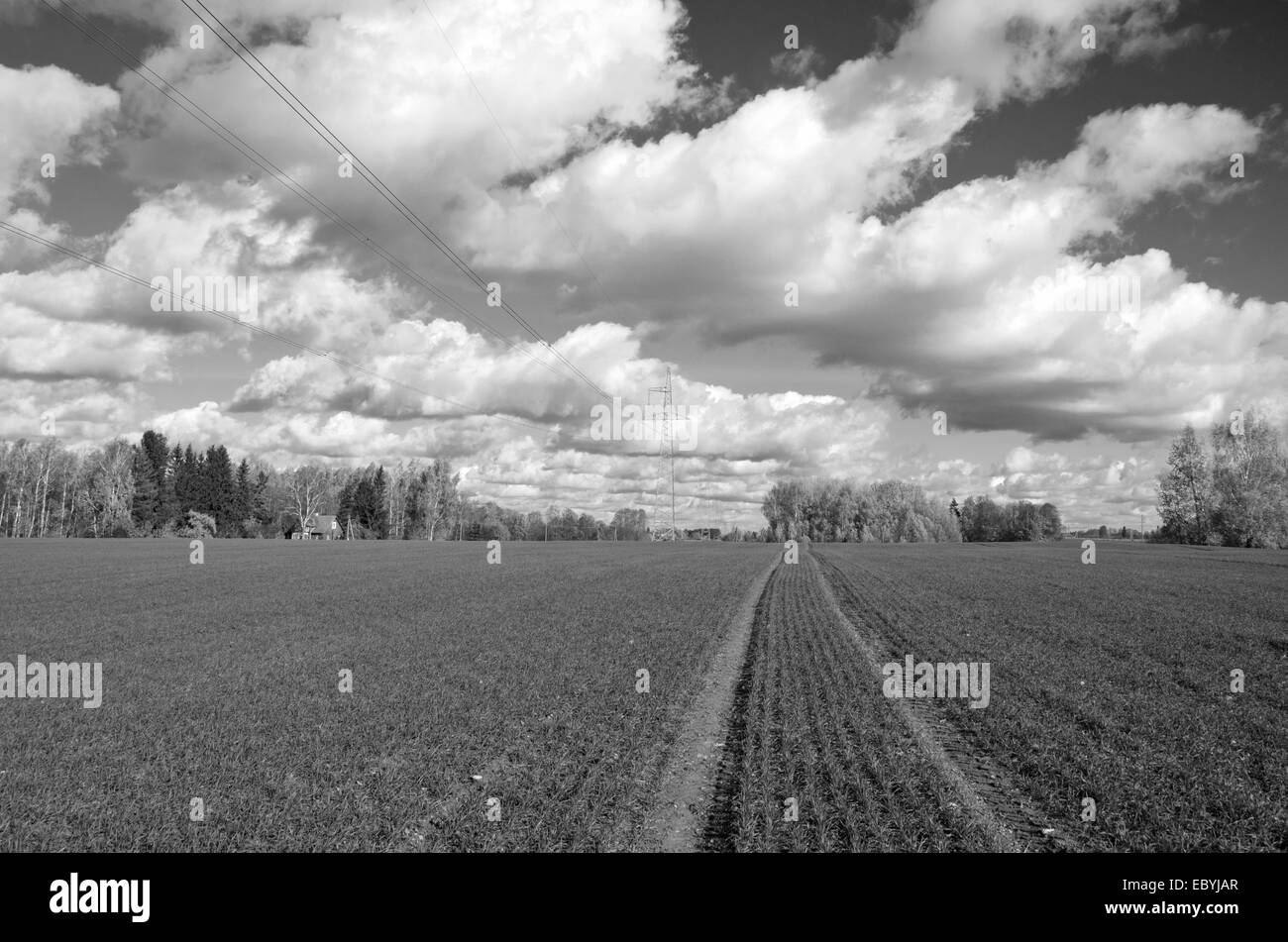 Autunno campo di fattoria verde con il raccolto di cereali germogli e tracce del trattore. B&W paesaggio agricolo Foto Stock