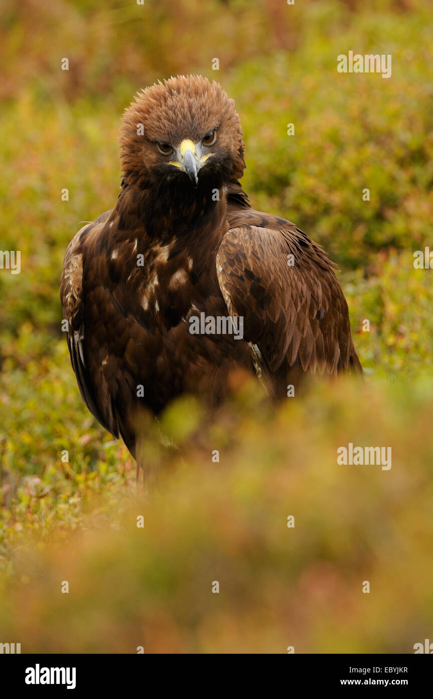 Golden Eagle, nel mezzo di autunno vegetazione colorata in mostra il suo fiero o angriness mettendo la corona di piume Foto Stock