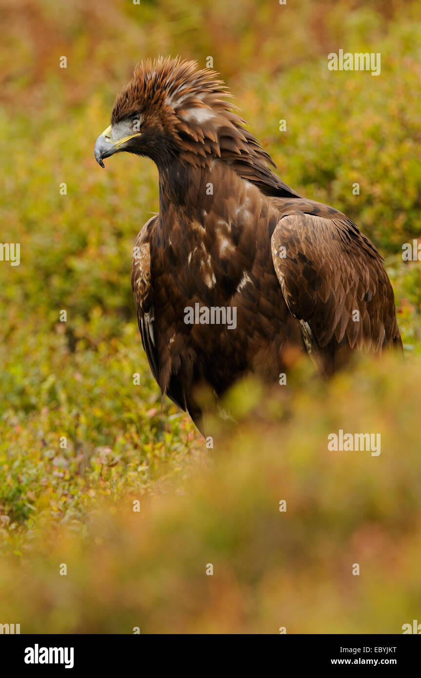 Golden Eagle, nel mezzo di autunno vegetazione colorata in mostra il suo fiero o angriness mettendo la corona di piume Foto Stock