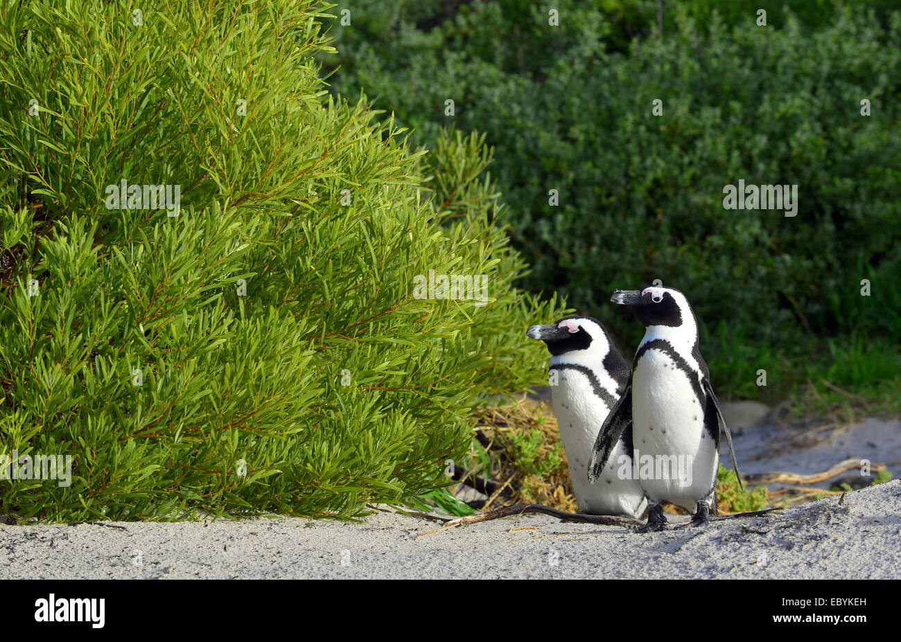 I Penguins africani (Spheniscus demersus). Sud Africa Foto Stock