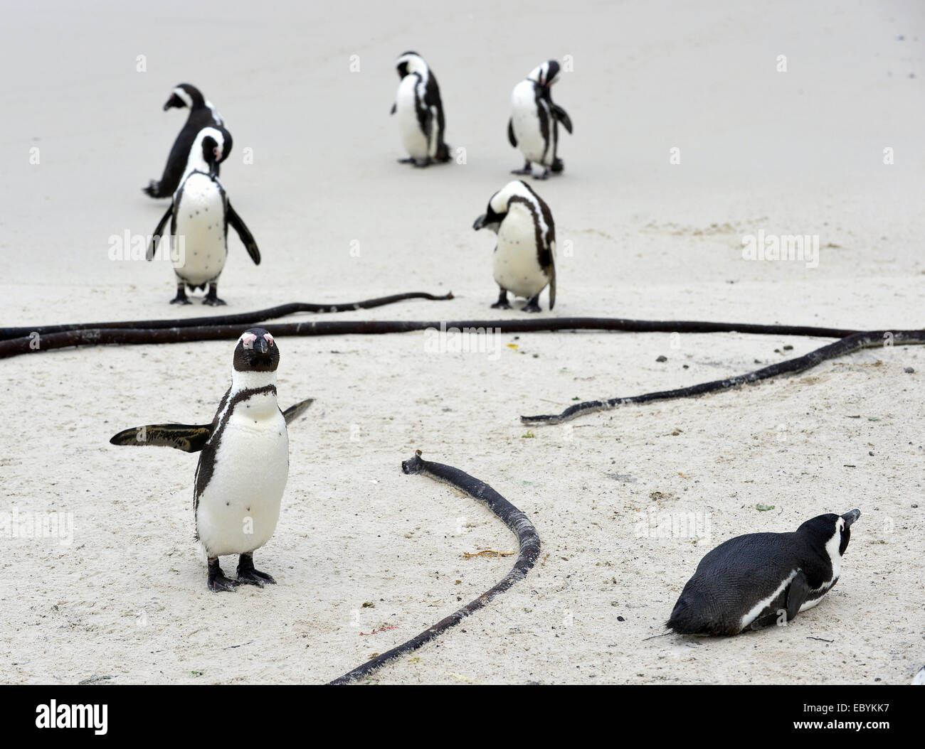 Pinguino africano (Spheniscus demersus) sulla spiaggia. Sud Africa Foto Stock
