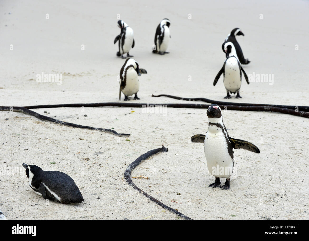 Pinguino africano (Spheniscus demersus) sulla spiaggia. Sud Africa Foto Stock