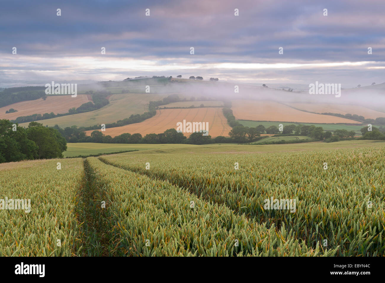Campo di grano e campagna di laminazione all'alba, Devon, Inghilterra. In estate (Luglio) 2014. Foto Stock