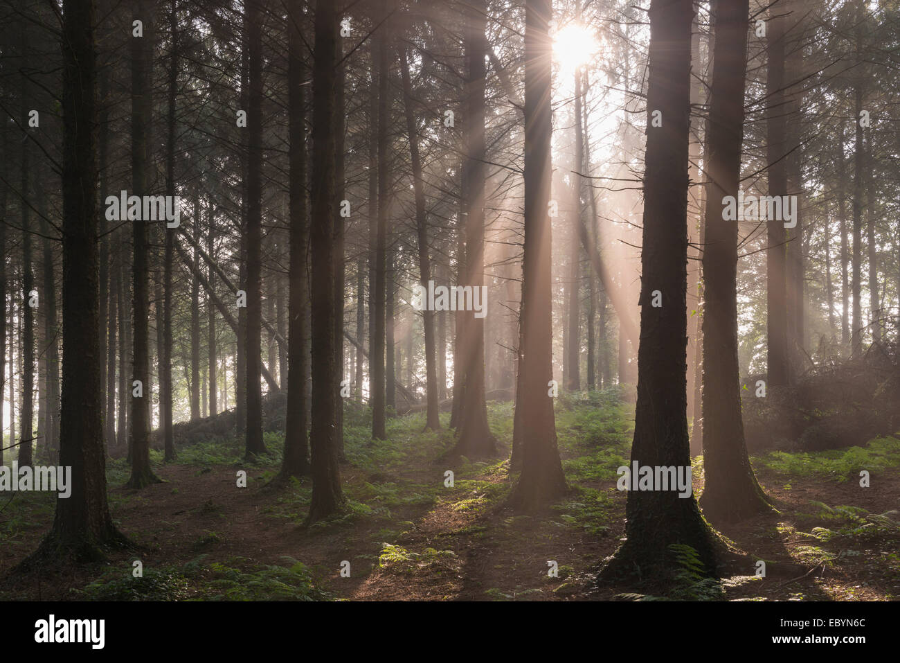 Sole che splende attraverso misty pineta di pino silvestre, Vescovo Morchard, Devon, Inghilterra. Settembre (Autunno) 2014. Foto Stock