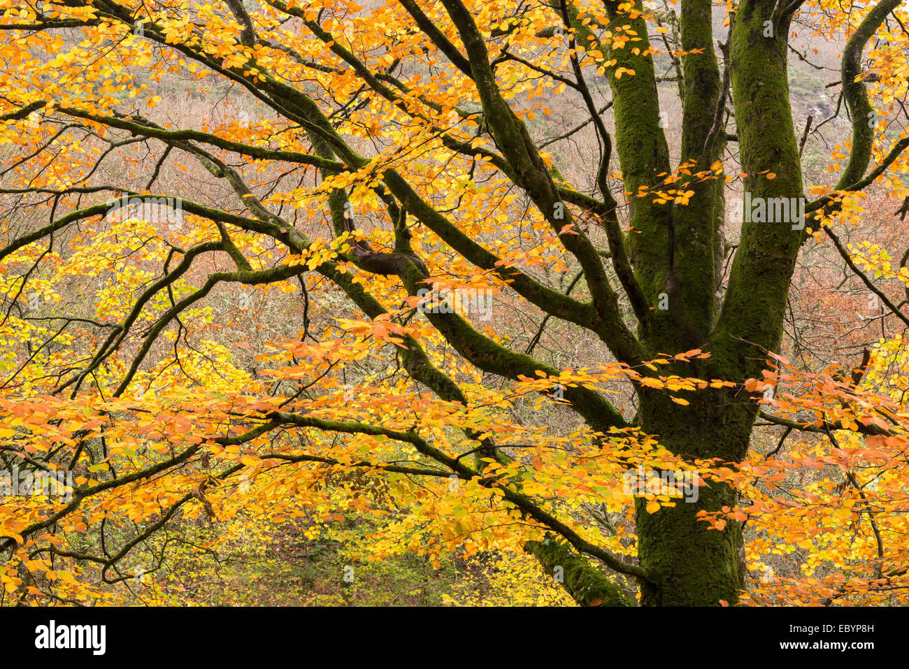 Faggio con foglie autunnali, Teign Valley, Dartmoor Devon, Inghilterra. In autunno (Novembre) 2014. Foto Stock