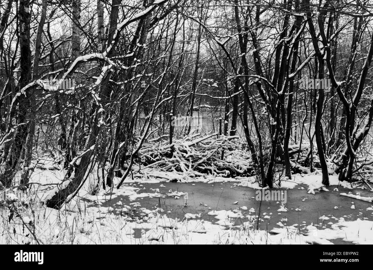 Bianco e nero colpo di acqua congelata fra un po' di neve alberi rivestito sul bordo dell'acqua Foto Stock