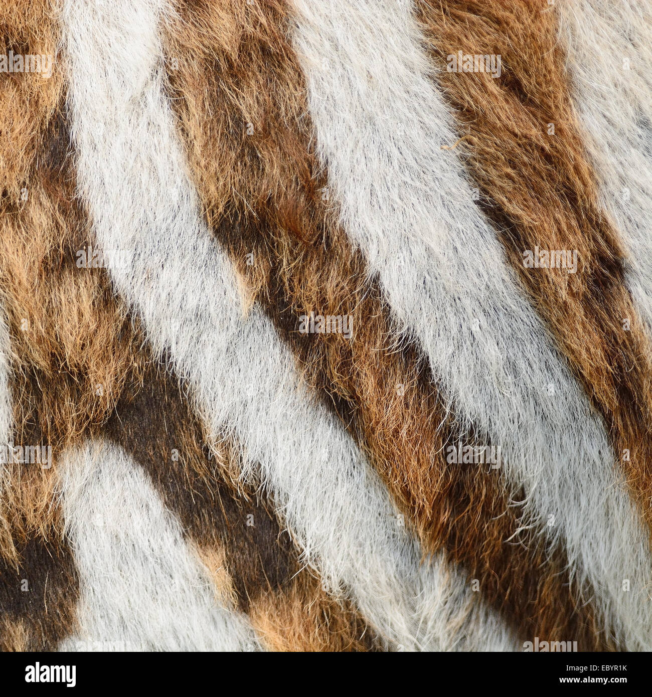 Pelle di animale, comune o Zebra Burchell's Zebra (Equus burchelli) pelle, striped texture di sfondo Foto Stock