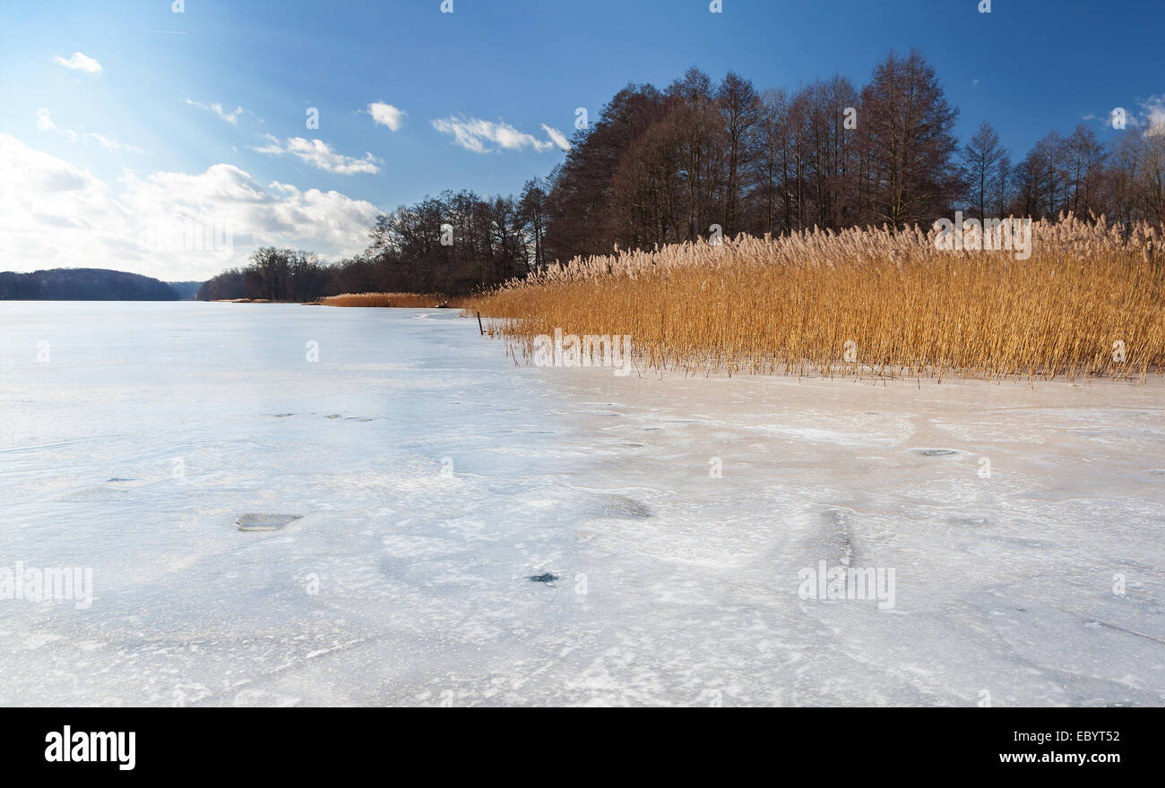 Immagine di un lago ghiacciato con canne. Foto Stock