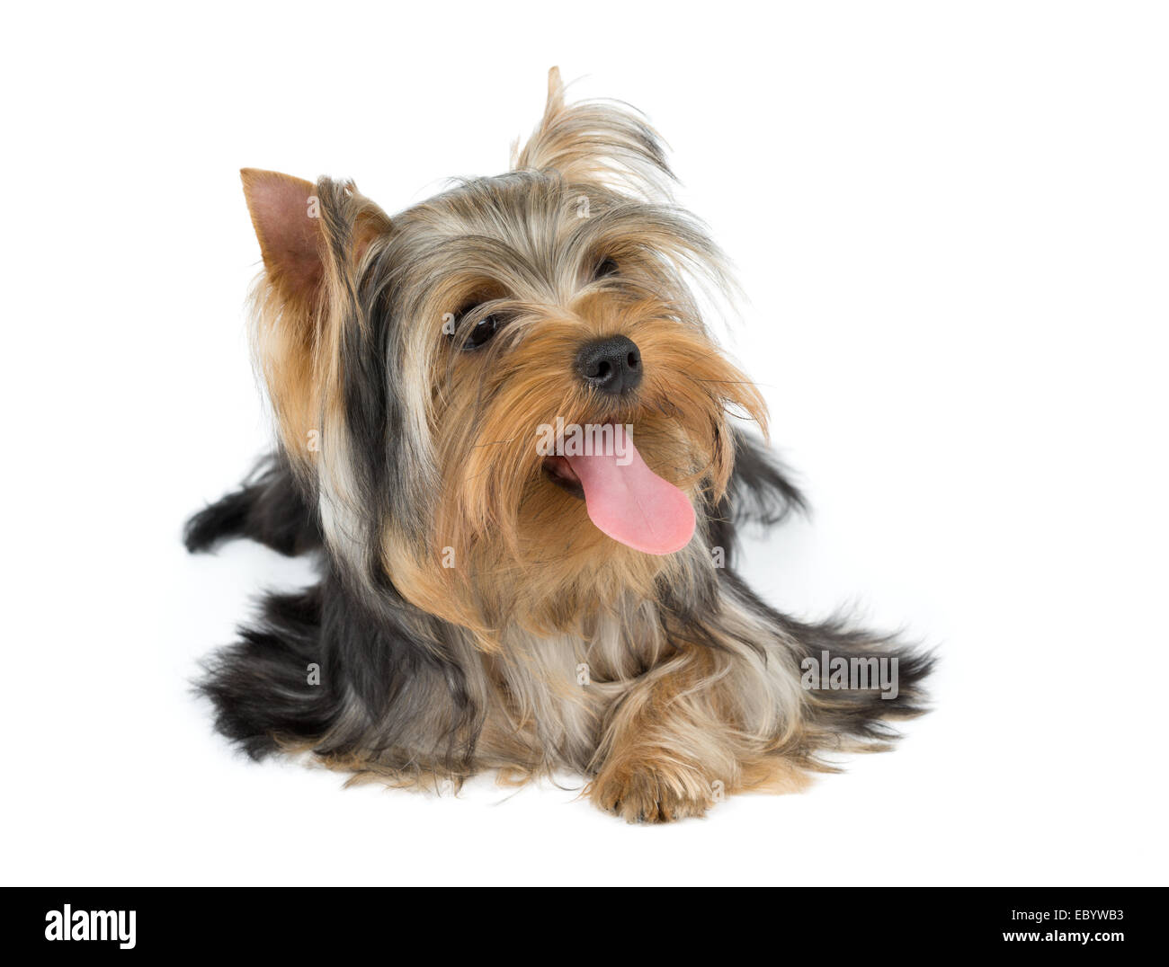 Yorkshire terrier bloccato con la lingua fuori su bianco Foto Stock