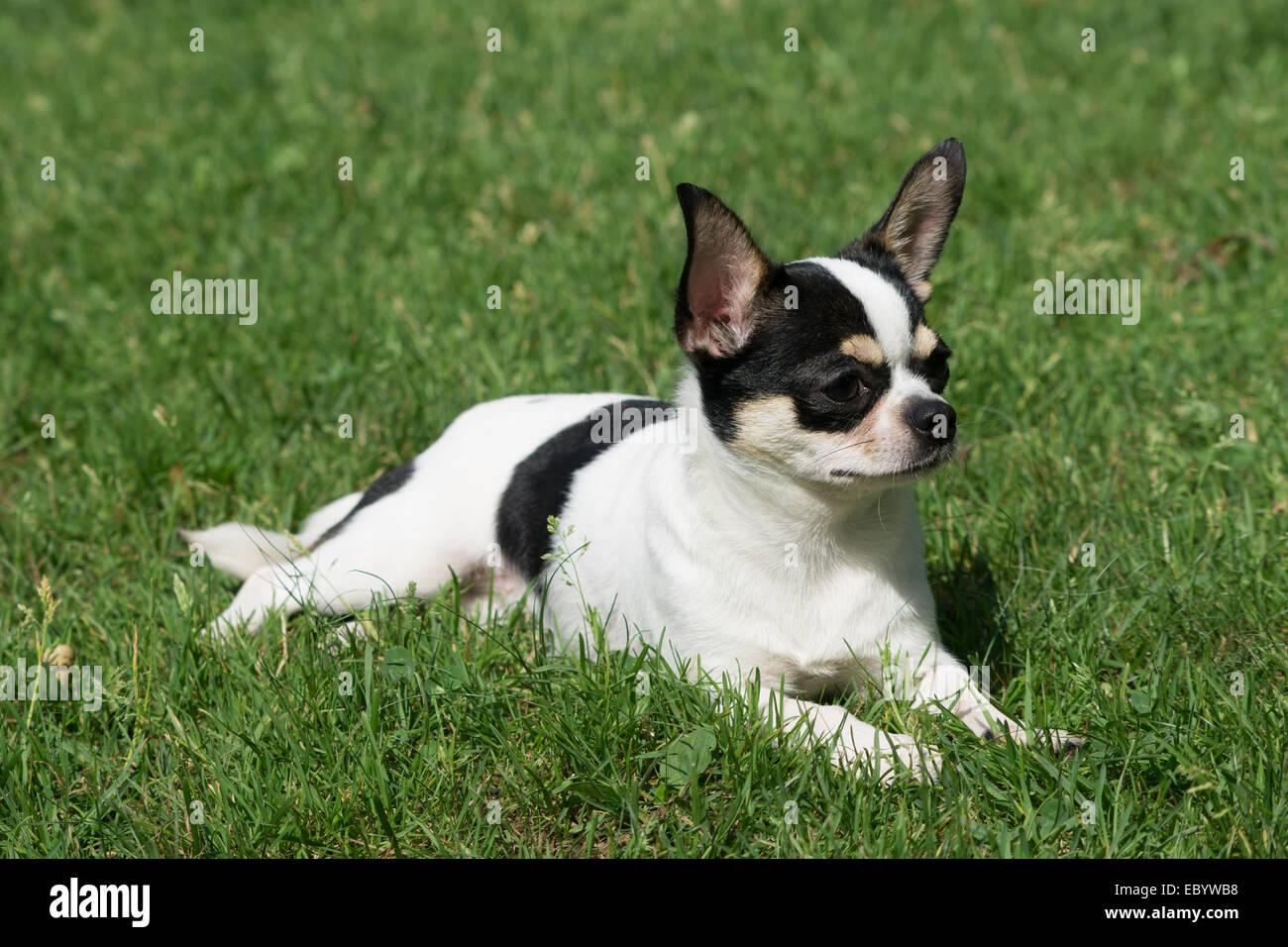 Un Chihuahua giace sul prato Foto Stock