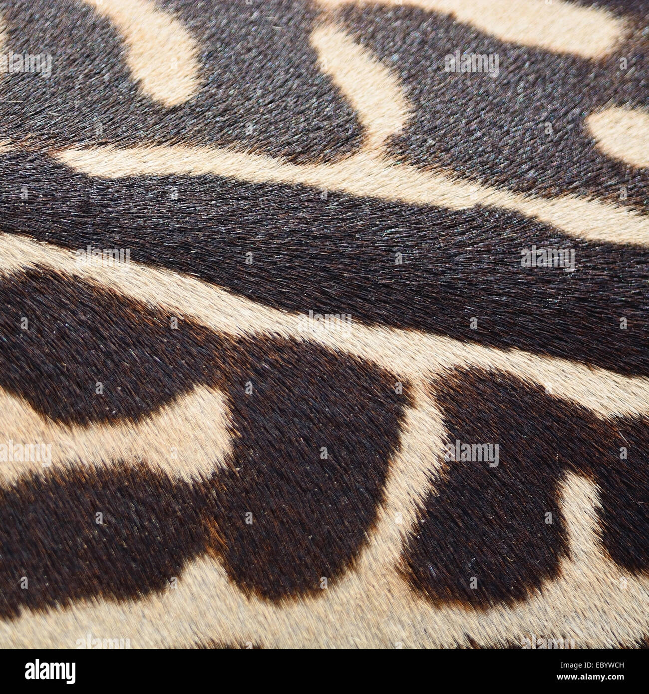 Pelle di animale, comune o Zebra Burchell's Zebra (Equus burchelli) pelle, striped texture di sfondo Foto Stock