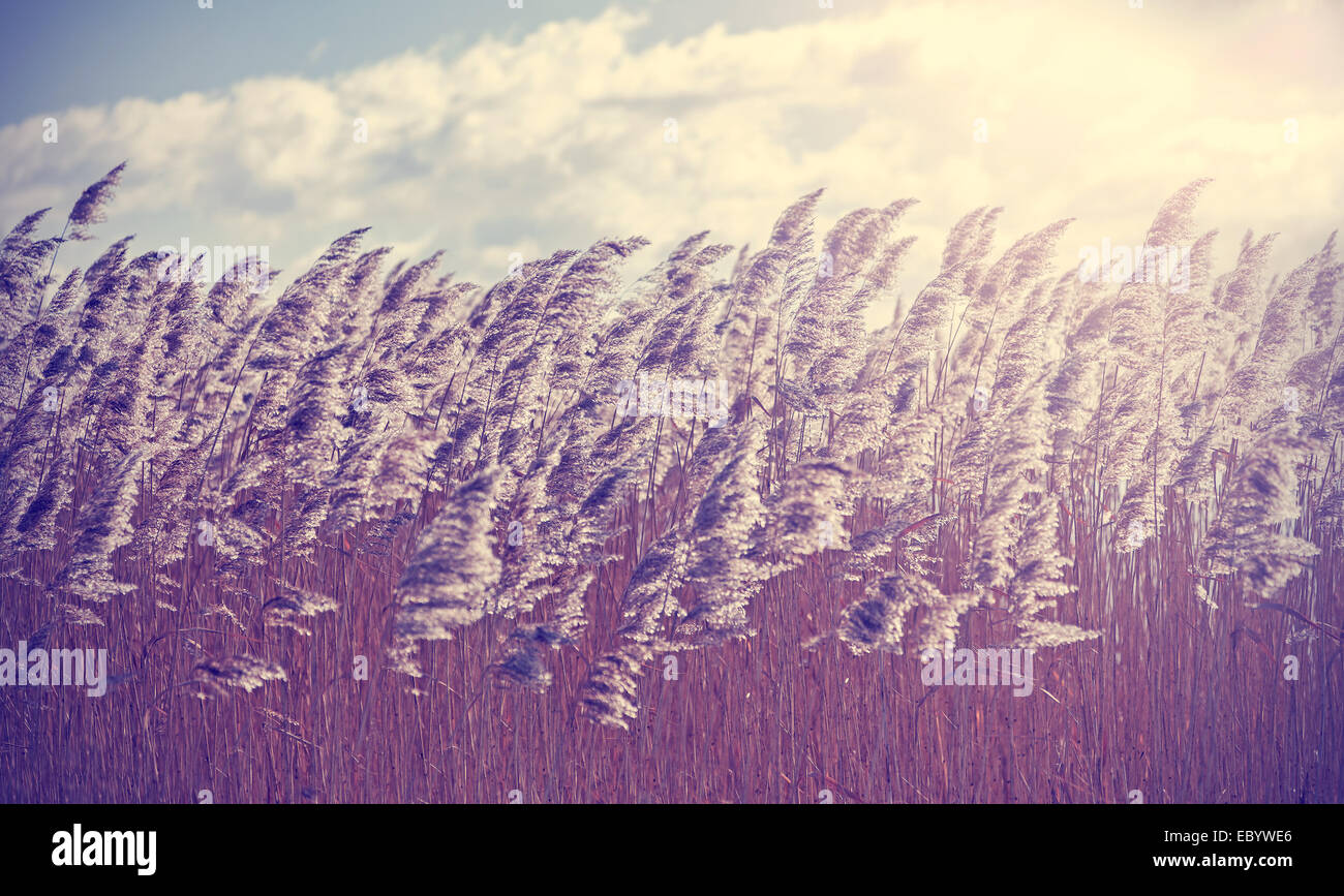 Retro Vintage filtrata ance a secco la natura dello sfondo. Foto Stock