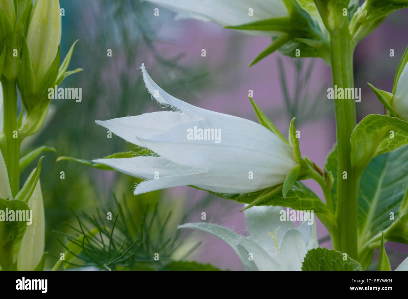 La Campanula bianca nelle sfumature del giardino Foto Stock
