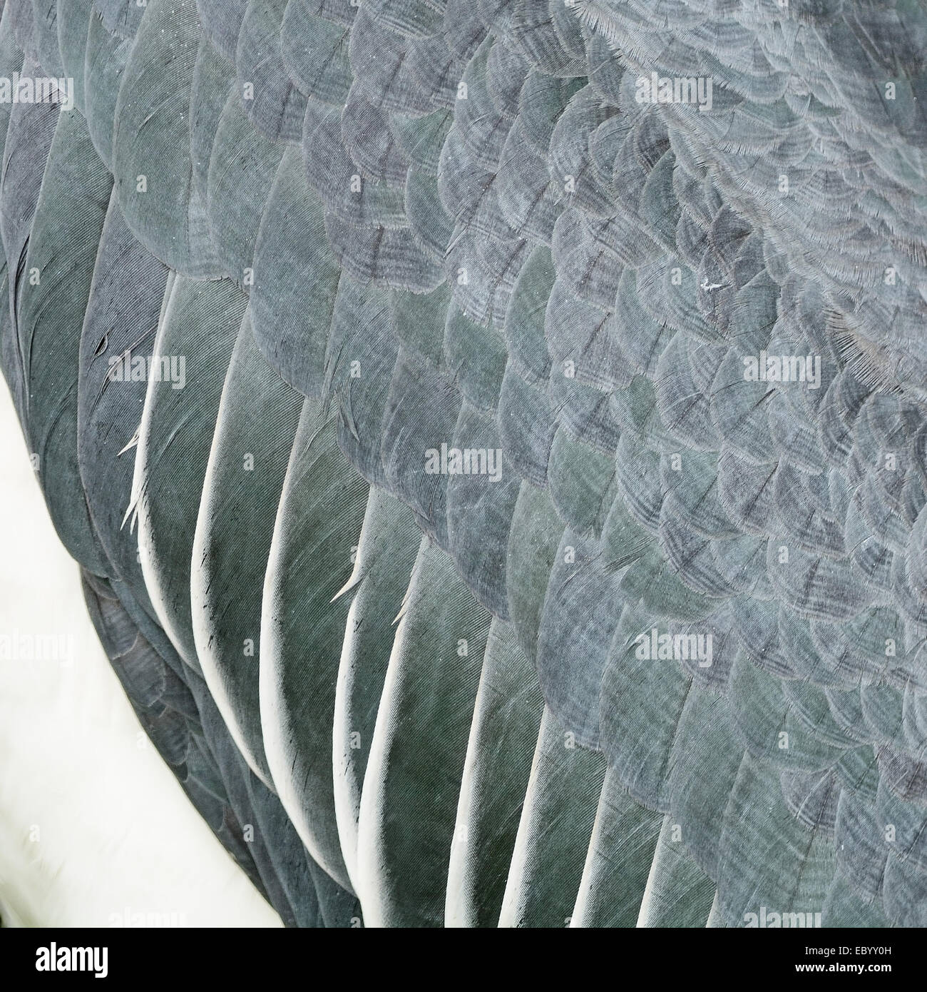 Texture di sfondo astratto, piume di Aiutante maggiore (Leptoptilos dubius) Foto Stock