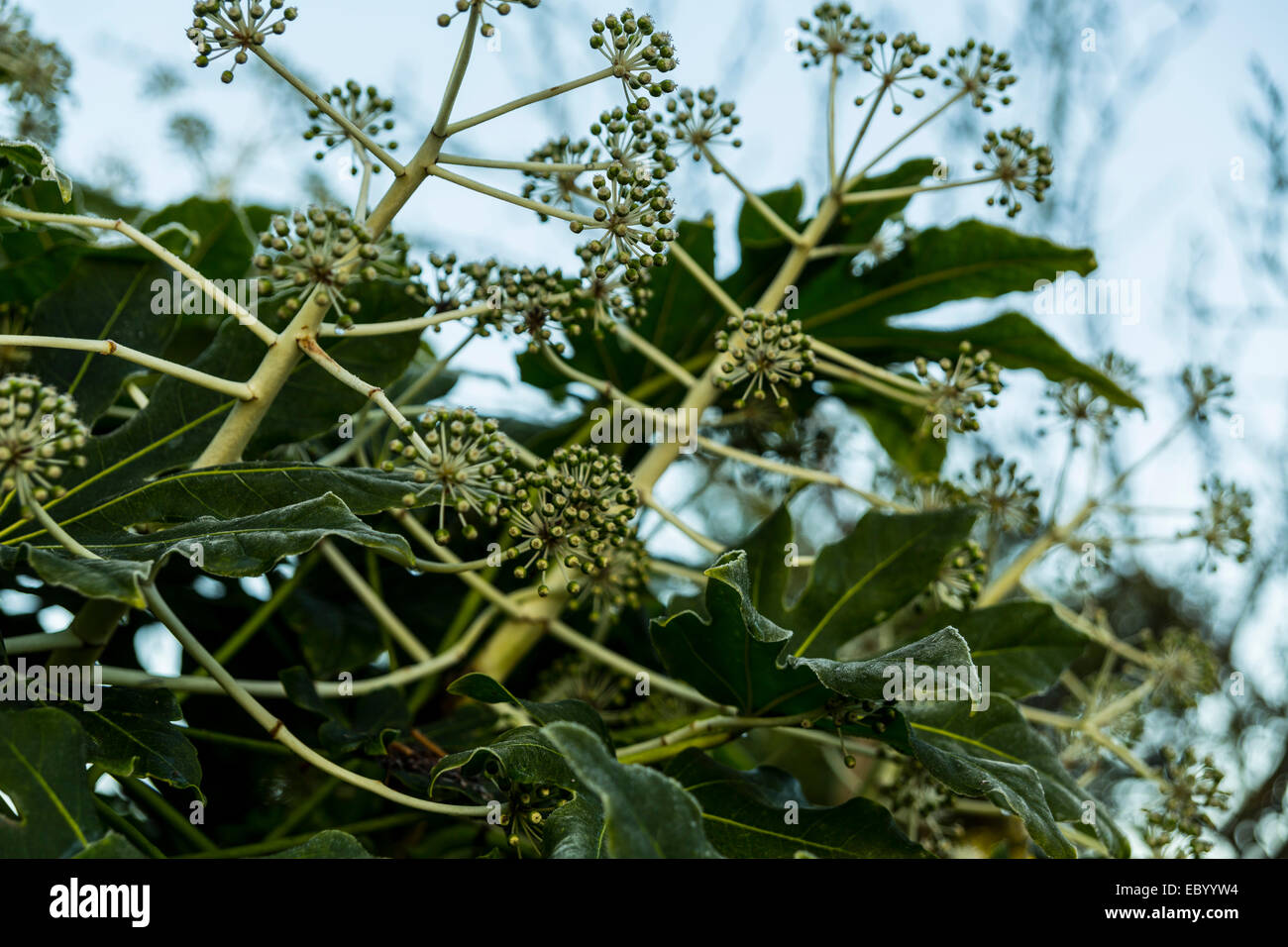 South Norwood, Londra, Regno Unito. Il 6 dicembre 2014. Regno Unito Meteo. Una mattina il gelo che copre un giapponese di aralia in una fredda giornata invernale Credit: Cecilia Colussi/Alamy Live News Foto Stock