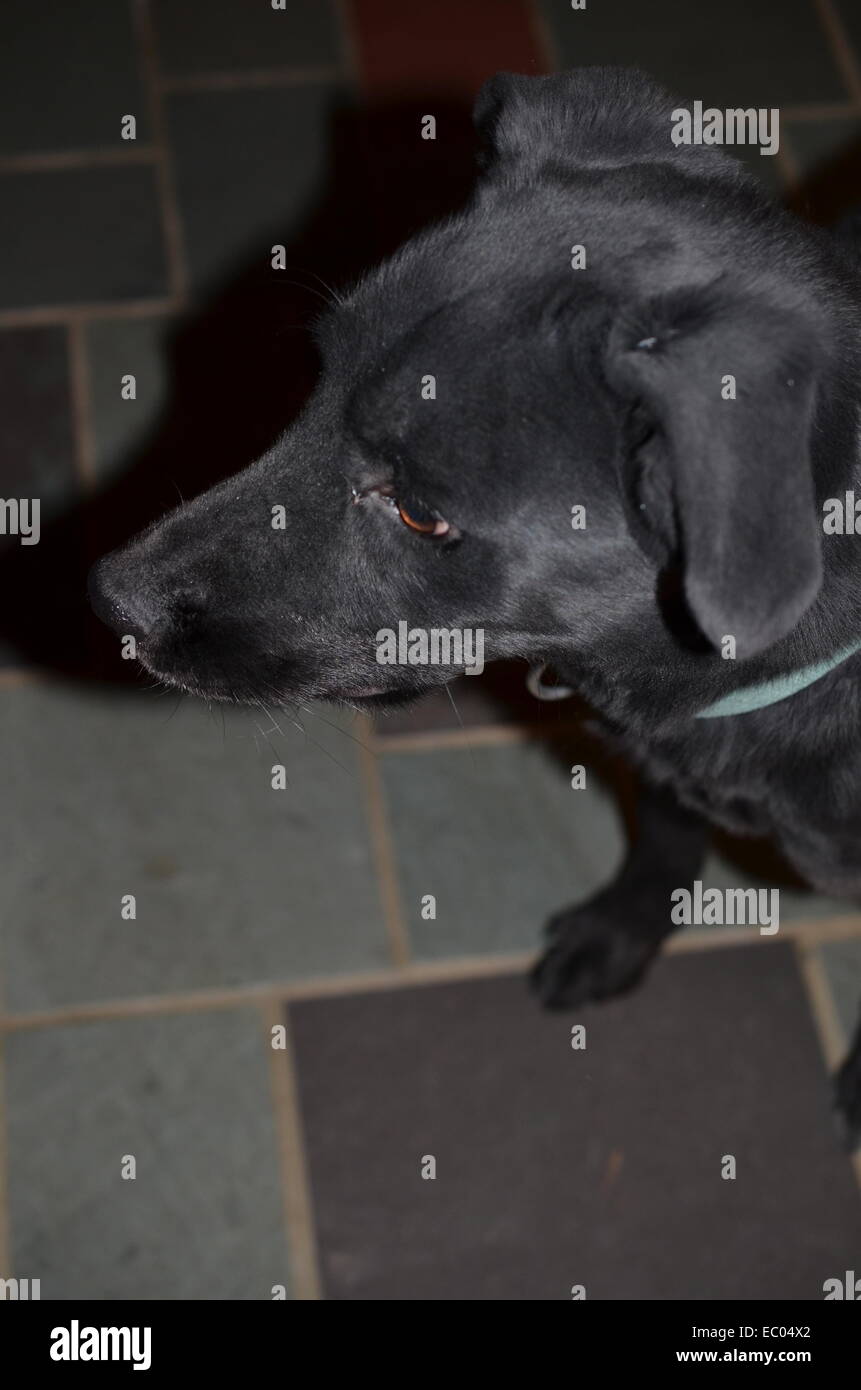 Il cane con il collare sul pavimento della cucina Foto Stock
