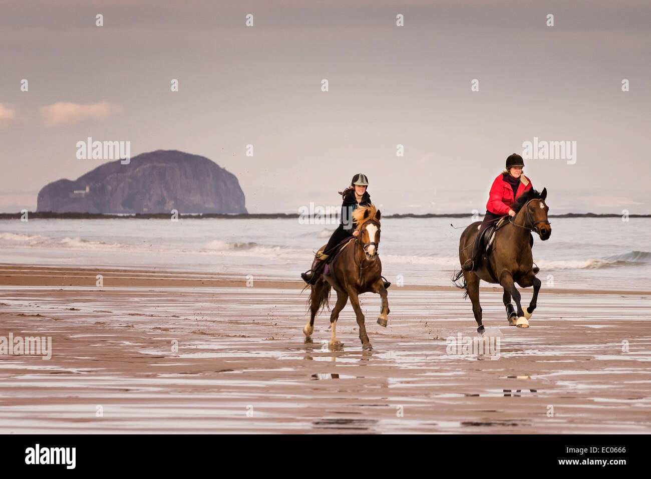 I piloti a cavallo sulla spiaggia di John Muir country park con il Bass Rock all'orizzonte, vicino a Dunbar, East Lothian, Scozia. Foto Stock