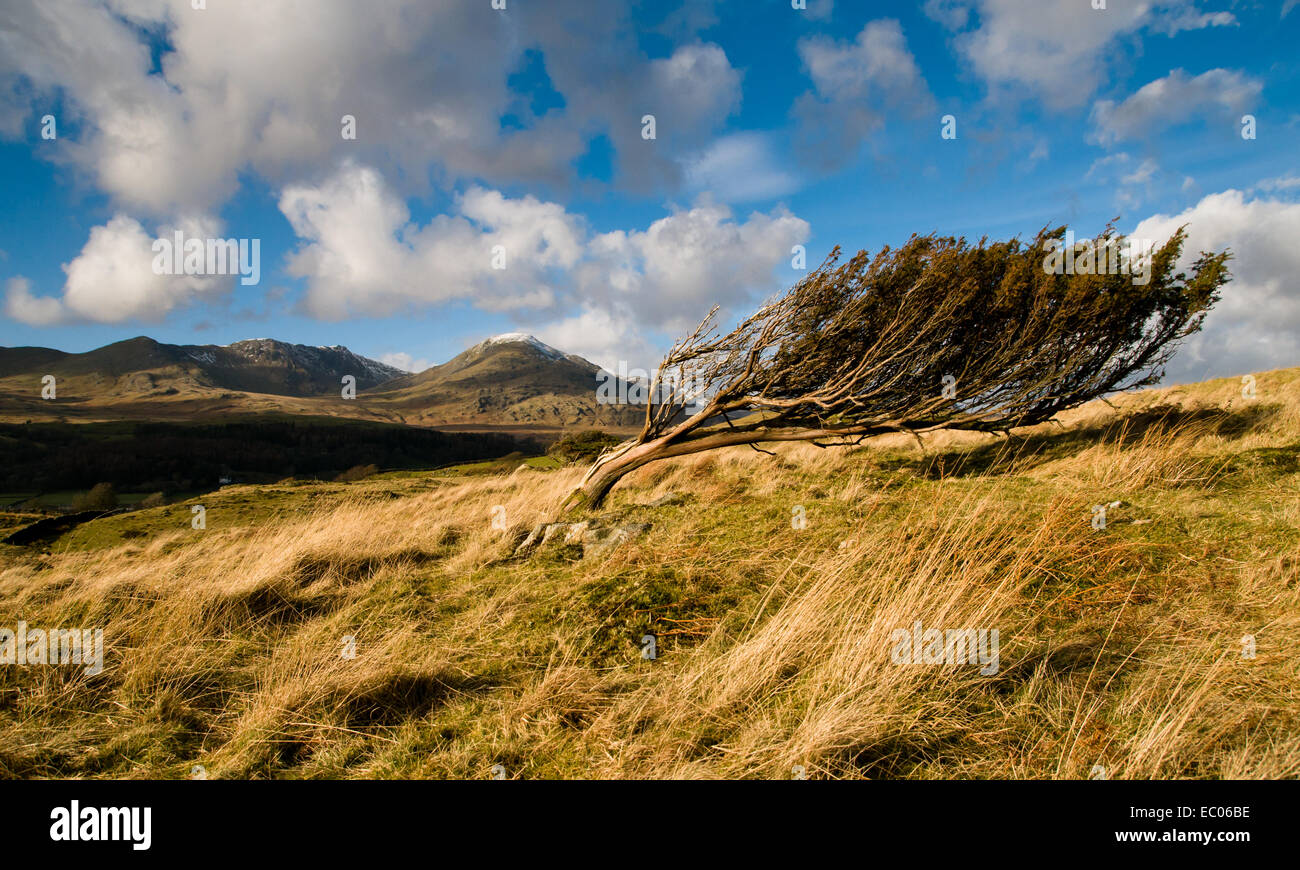 Le Coniston fells da Torver comune. Foto Stock