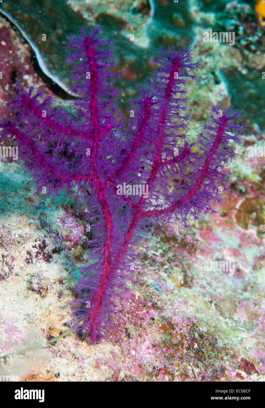Indonesiano corallo morbido Foto Stock