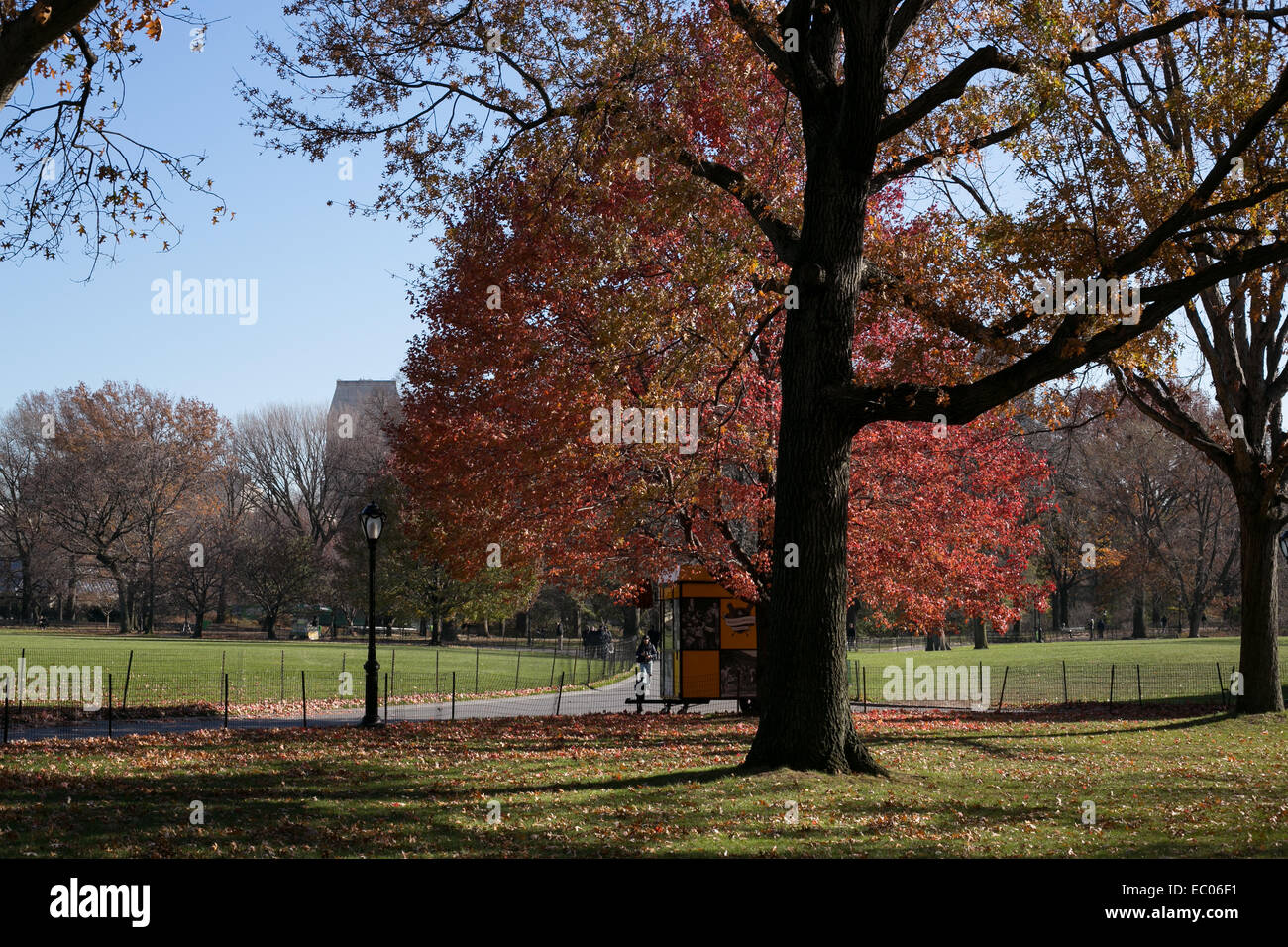 Un venditore sostare al di sotto di un rosso lasciava albero vicino alla grande prato di Central Park di New York City. Foto Stock