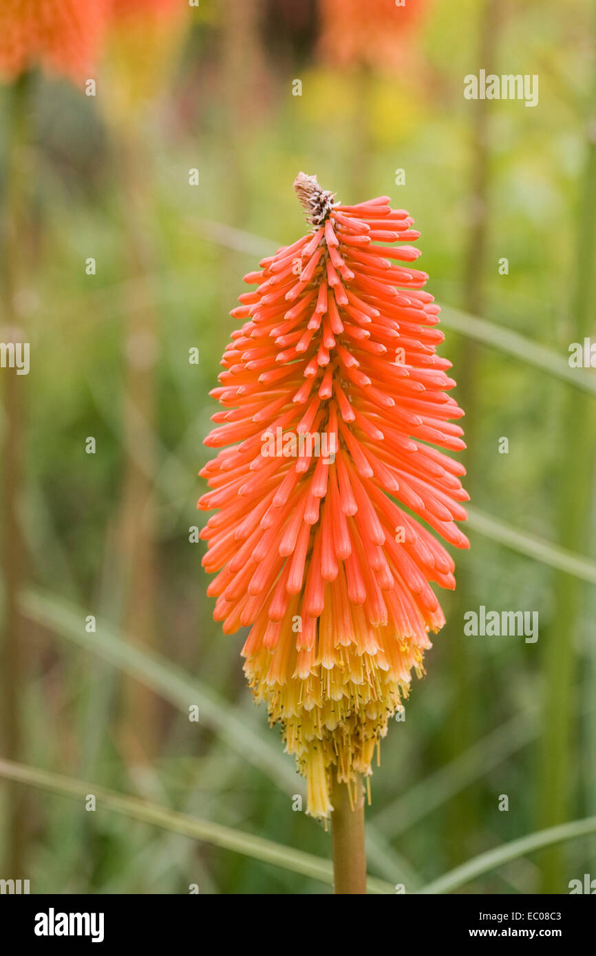 Kniphofia fiori. Red Hot Poker fiori. Foto Stock