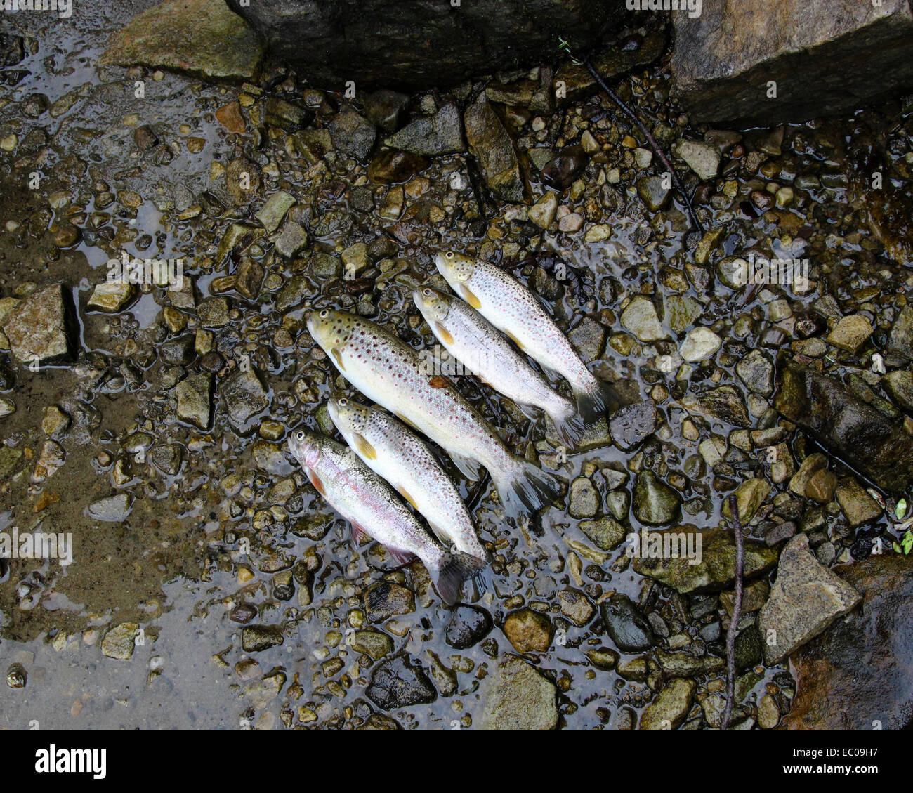 Cinque pesci trote visualizzati sul terreno. Foto Stock