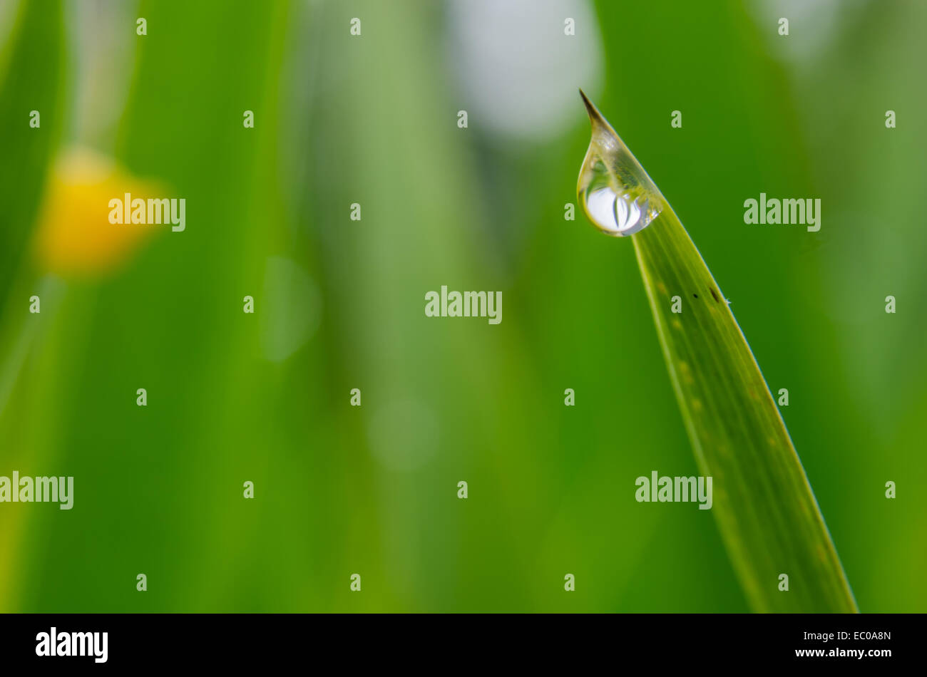 Una singola goccia di pioggia si blocca delicaely dalla foglia di una pianta Foto Stock