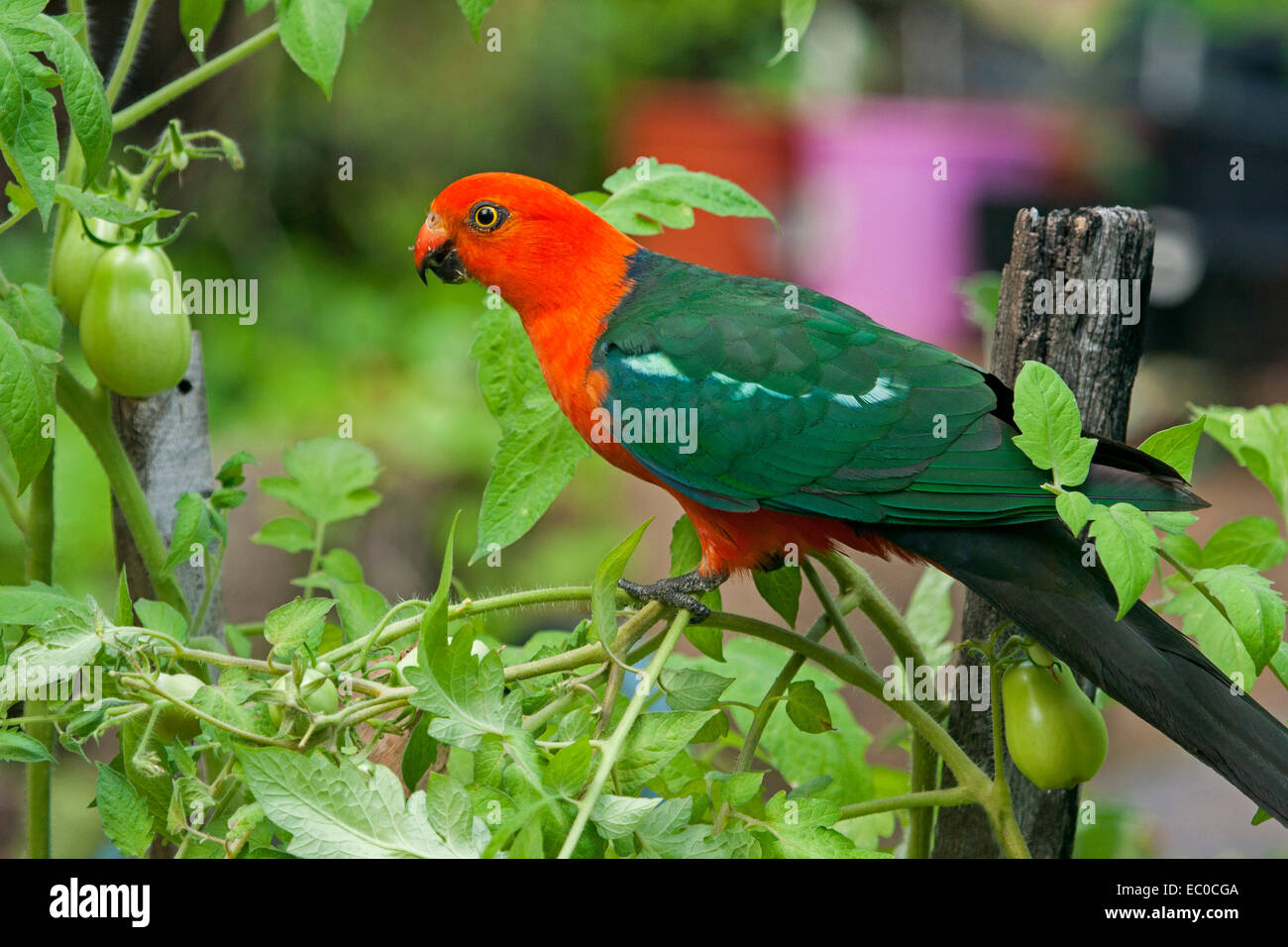 Spettacolare rosso vivace e verde australiano re maschio pappagallo, un uccello selvatico, su piante di pomodoro, circa alla festa sulla frutta verde di un giardino di casa Foto Stock