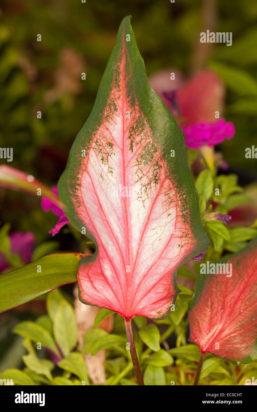 Insolito & bella foglia caladium con vivide venature rosse su grandi rosa a forma di freccia in foglia con ampi bordi verde Foto Stock