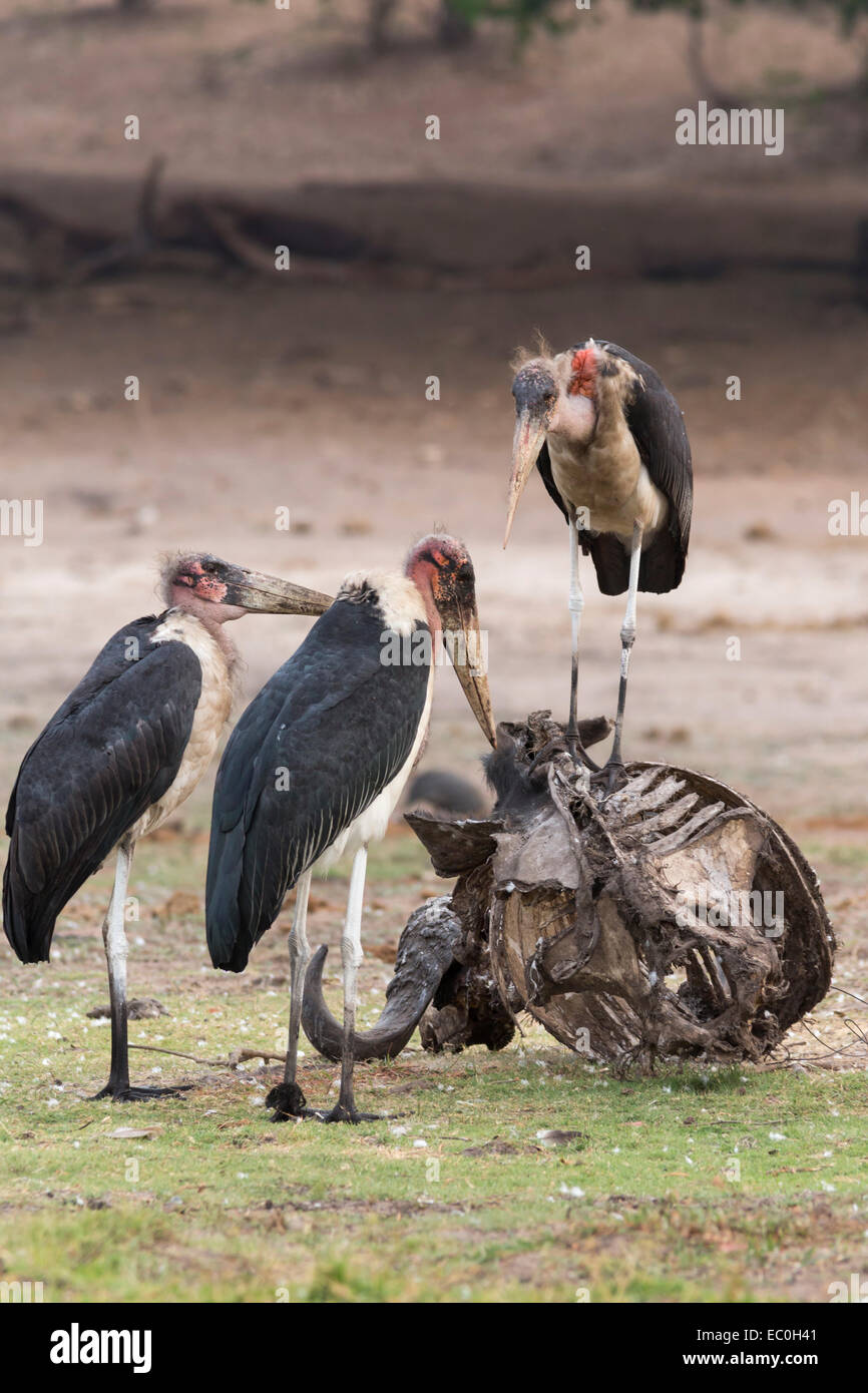 Marabou cicogne (Leptoptilos crumeniferus) sulla carcassa, Chobe National Park, Botswana Foto Stock