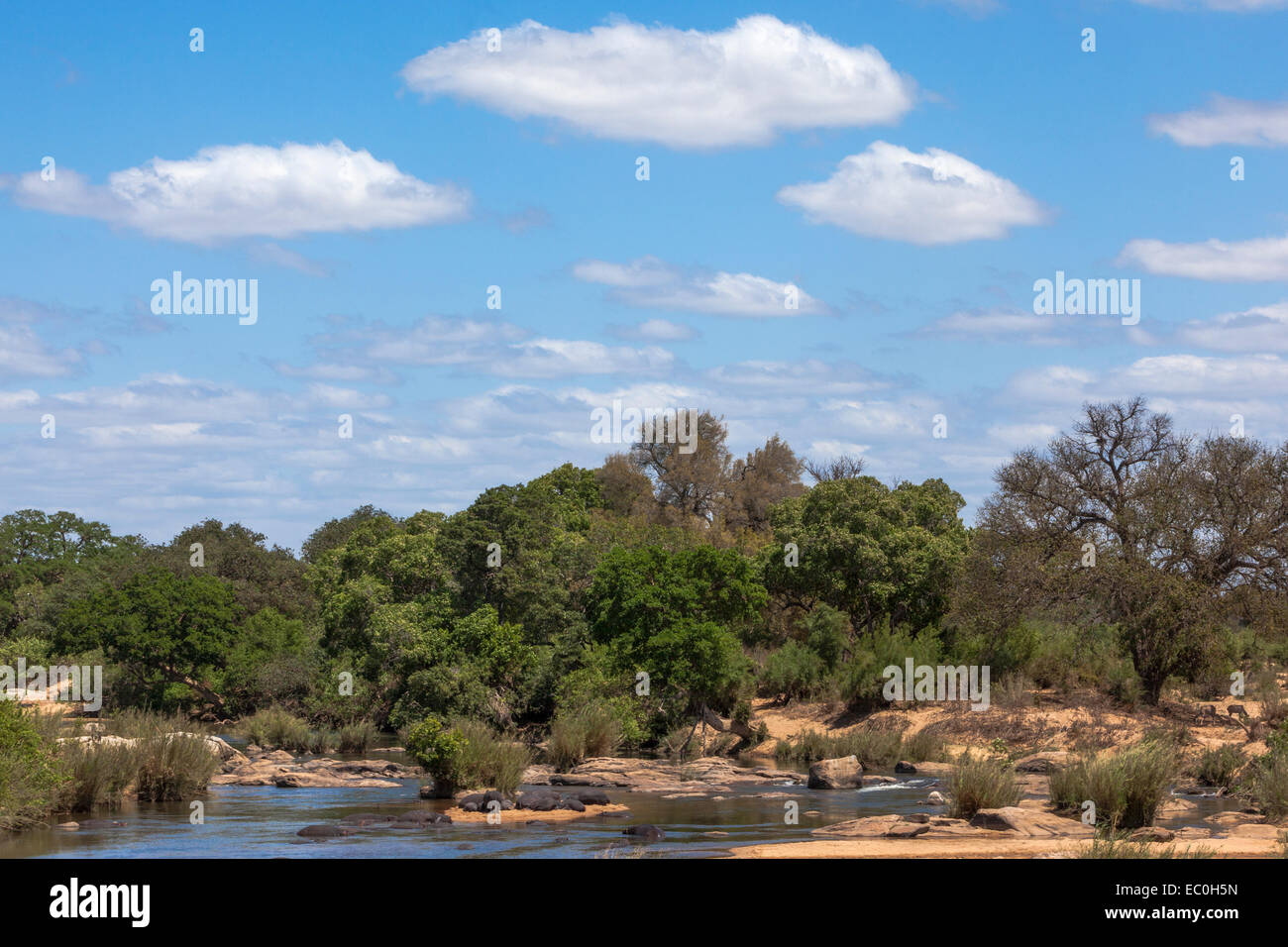 Sabie River, Parco Nazionale Kruger Foto Stock