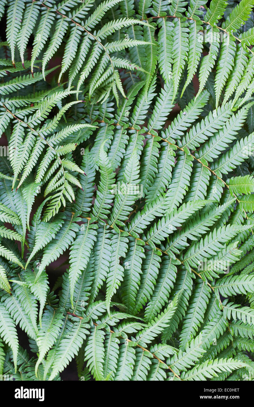 Cyathea australis. Struttura ruvida foglia di felce pattern. Foto Stock