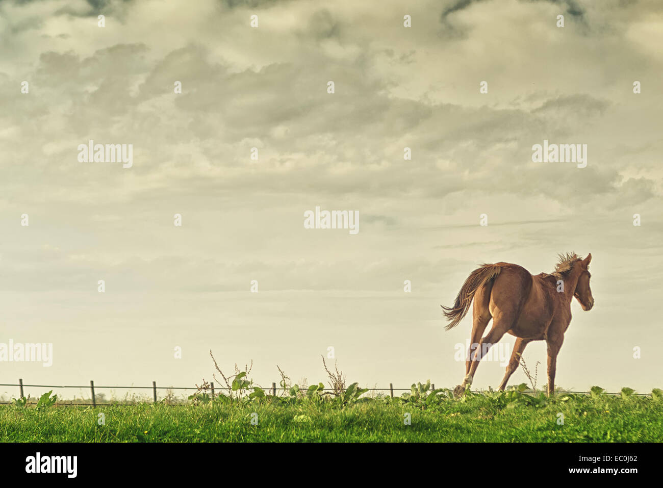 Bella marrone castagna cavallo Mare in esecuzione sul ranch di fattoria in un nebbioso pomeriggio. Foto Stock