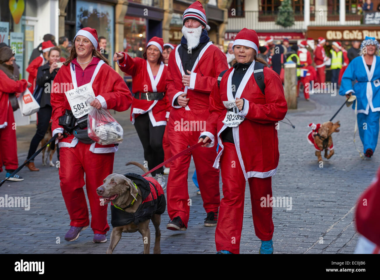 Chester, Regno Unito. Il 7 dicembre, 2014. I concorrenti prendere parte nel 2014 carità Santa Dash attraverso le strade del centro di Chester Regno Unito. Credito: Andrew Paterson/Alamy Live News Foto Stock