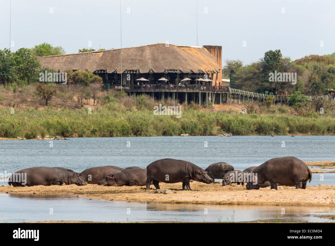 Ippopotamo (Hippopotamus amphibius) su un terreno con inferiore Sabie resto camp in background, Parco Nazionale Kruger Foto Stock