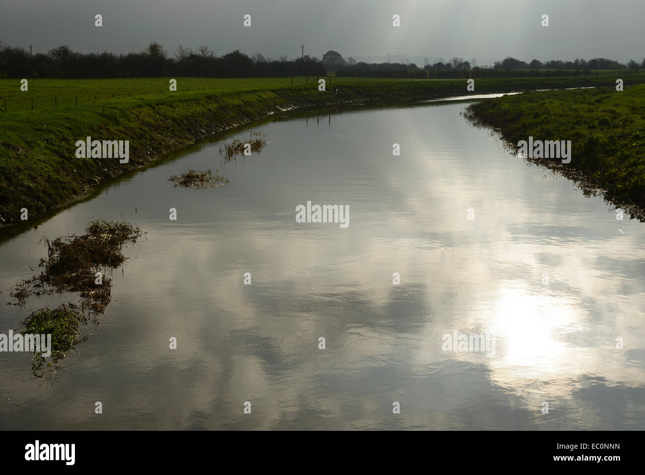 Il fiume Parrett nuovi membri a Muchelney sui livelli di Somerset REGNO UNITO Foto Stock