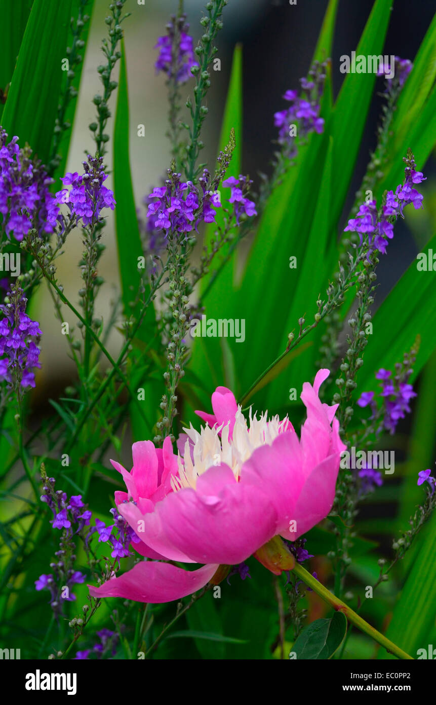 La colorata Paeonia lactiflora 'ciotola di bellezza' con gocce di pioggia in un giardino di confine di fiori Foto Stock