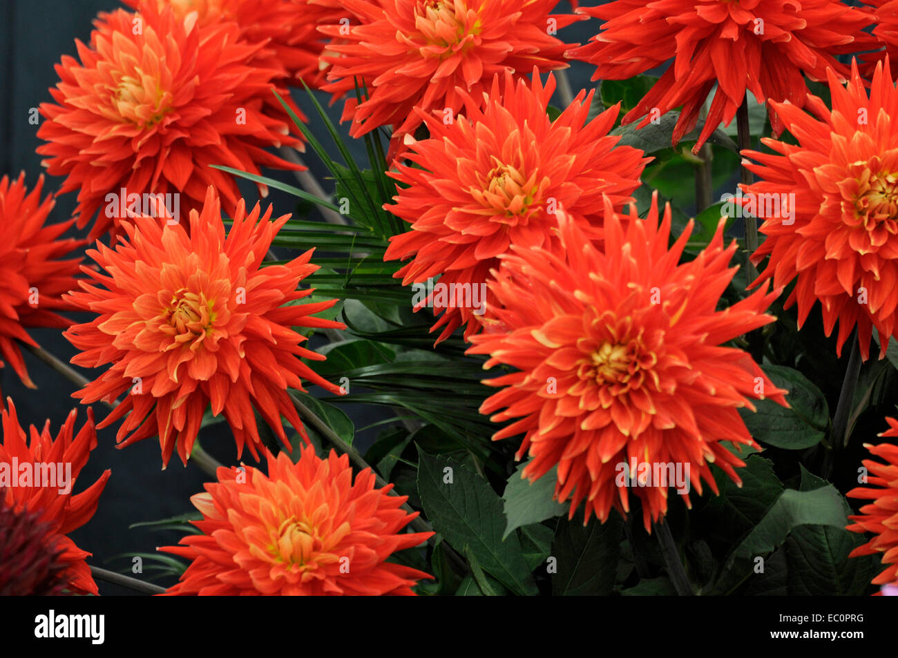 Close up di esotismo Dahlia 'Vulcan' in un confine di fiori Foto Stock