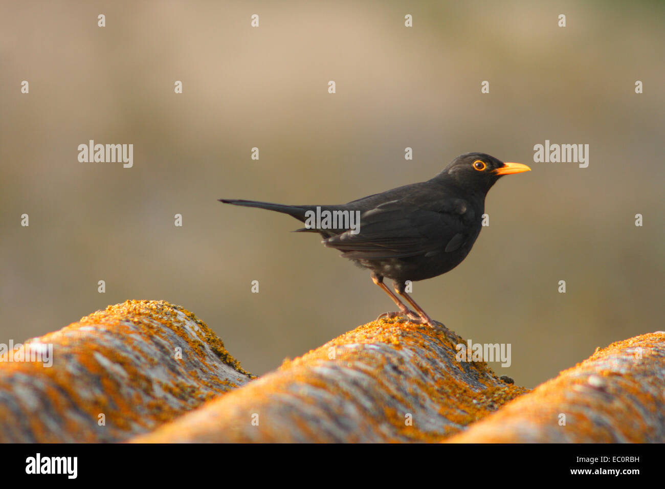 Merlo maschio (Turdus merula) sulla cornice urbana Foto Stock