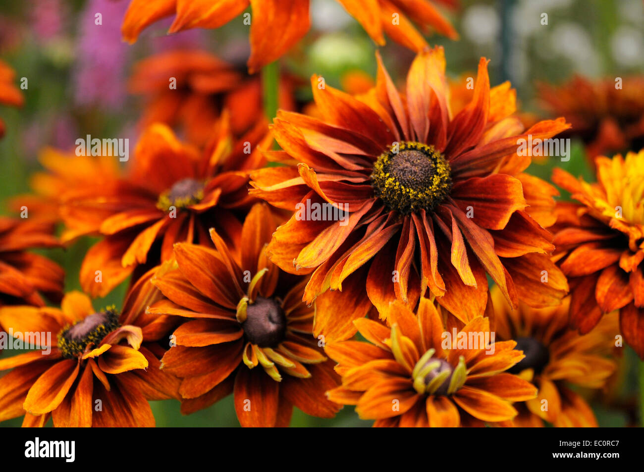 Close up di un colorato Rudbeckia hirta "Cherokee Sunset' in un confine di fiori Foto Stock