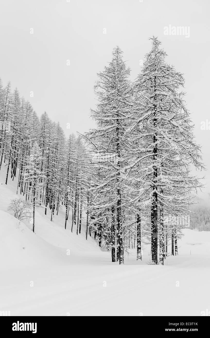 Alcuni alberi in una foresta durante una nevicata. Conversione in bianco e nero. Foto Stock