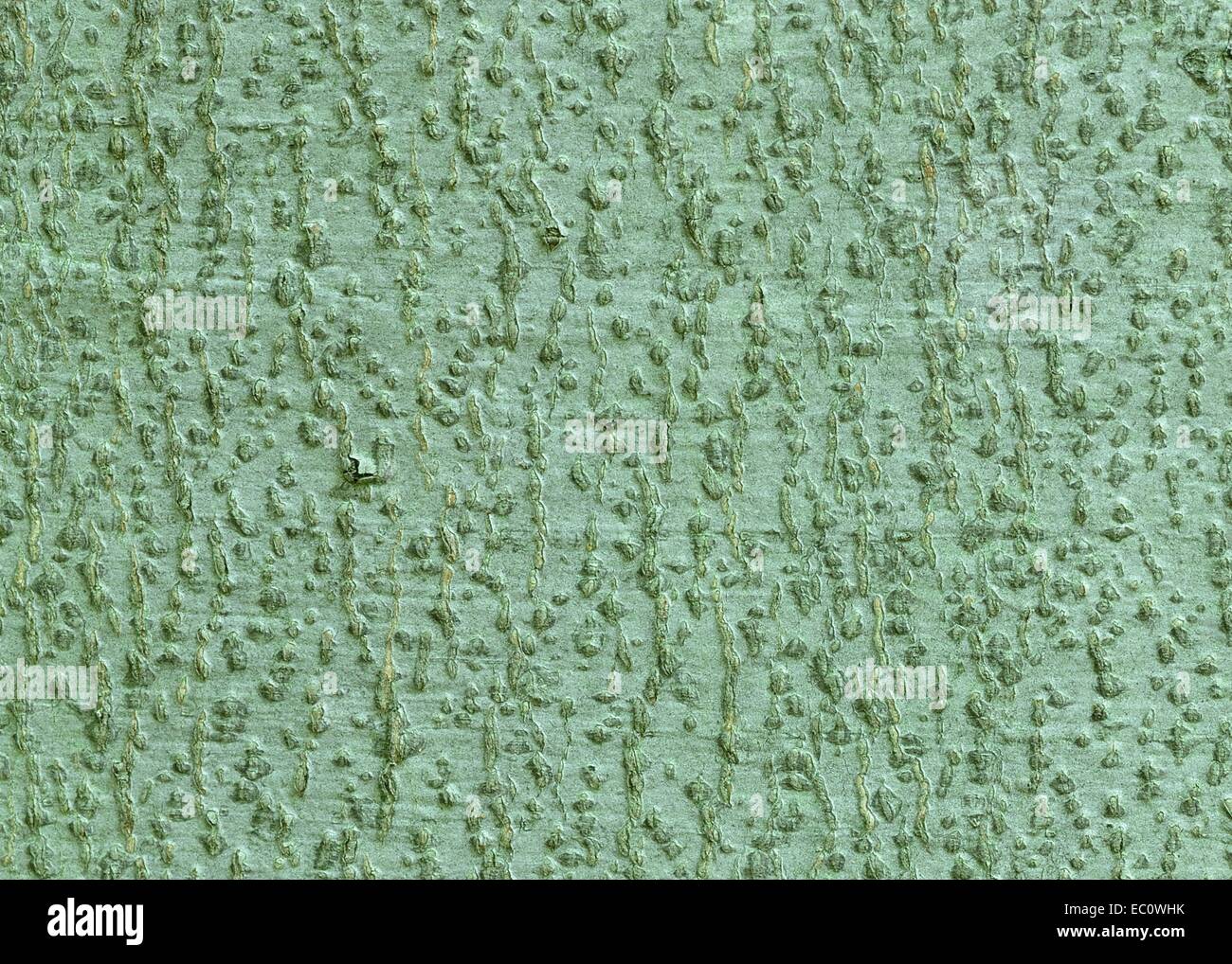 Il verde di corteccia di albero Sfondo per spazio copia o arti dello sfondo. Foto Stock