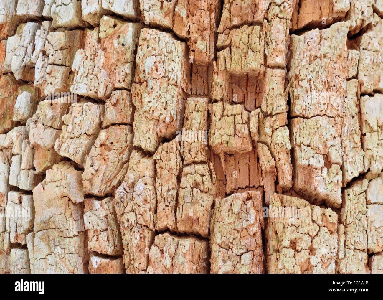 Corteccia di albero Sfondo per copiare lo spazio. Foto Stock