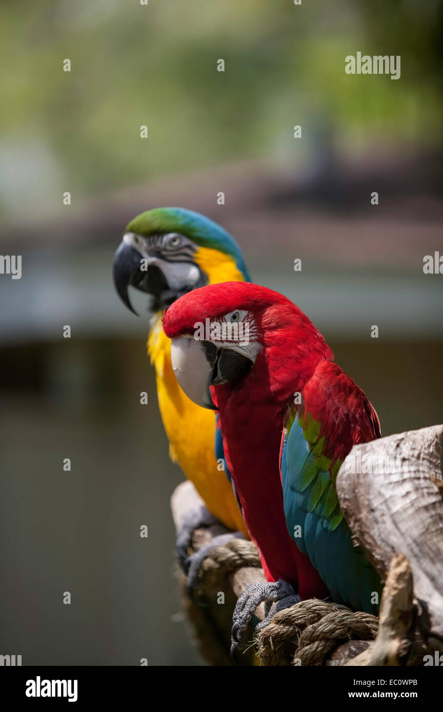 Close-up di Ala Verde Macaw testa, viso, corpo, i piedi su un pesce persico con una leggermente sfocati Blu e Oro Macaw appollaiate dietro di esso. Foto Stock