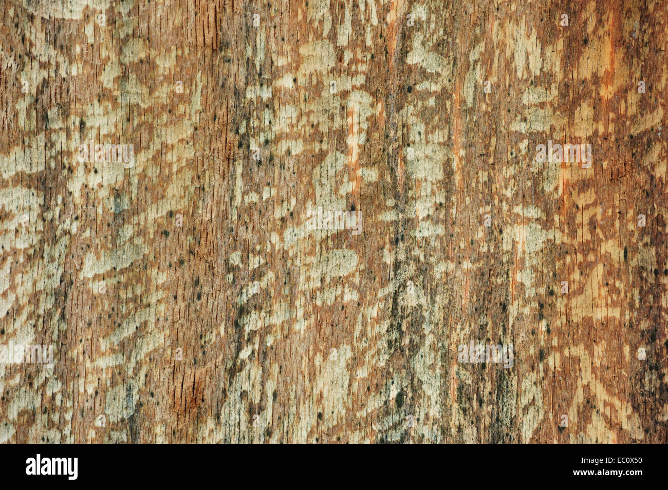 Una corteccia di albero di sfondo o testurizzati spazio copia. Foto Stock