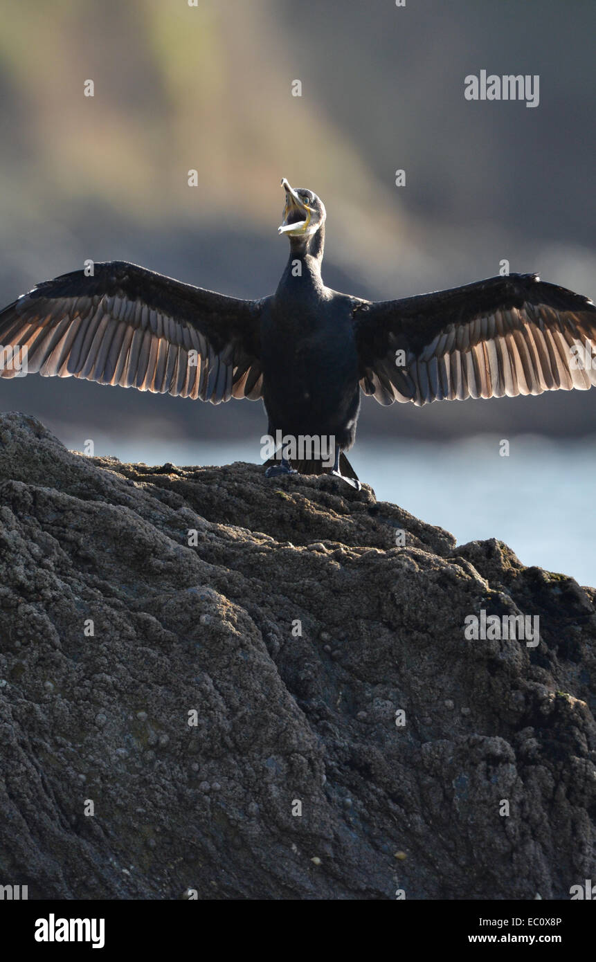 Cormorano (Phalacrocoracide) ,becco aperto, prendere il sole stesso su piscine di roccia ad alta marea. Cornwall Inghilterra. Foto Stock