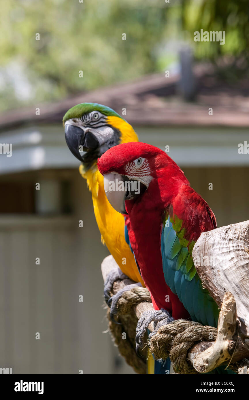 Close-up di Ala Verde Macaw testa, viso e corpo su un pesce persico con una leggermente sfocati Blu e Oro Macaw dietro di esso. Foto Stock