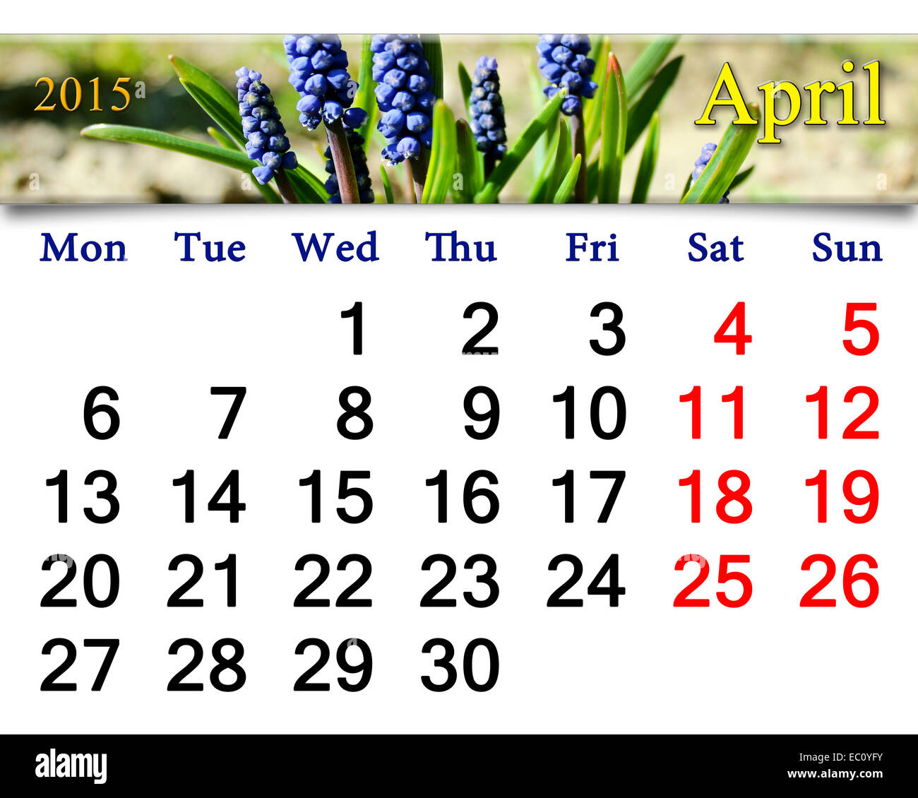 Calendario per il mese di maggio del 2015 anno con nastro di fioritura muscari Foto Stock
