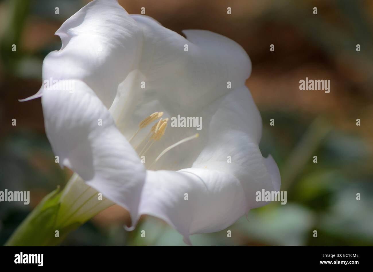 Sacred Datura fiorisce in pezzata luce solare Foto Stock