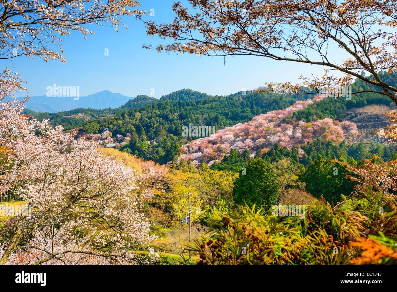 Yoshinoyama, Nara, Giappone primavera paesaggio. Foto Stock
